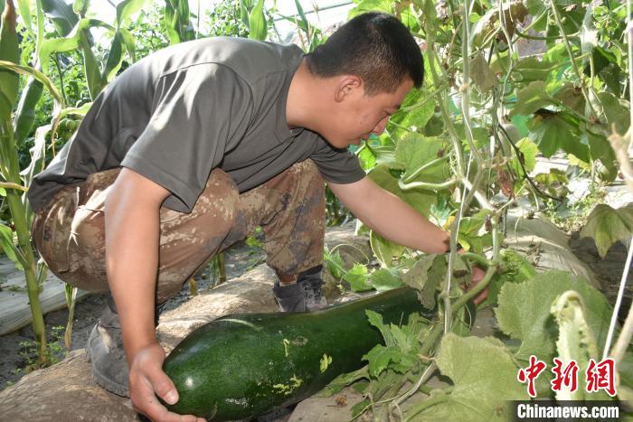 圖為阿里軍分區(qū)某邊防團(tuán)官兵在溫室摘菜?！￡悋[岳 攝