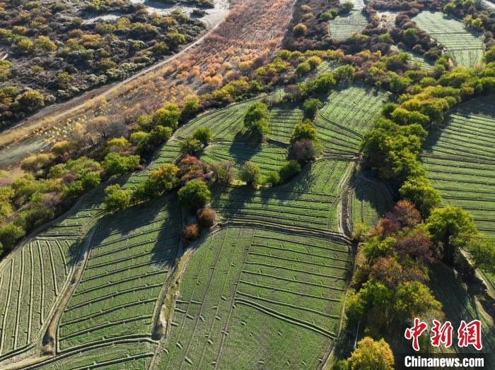 圖為11月8日，雅魯藏布江畔的高原梯田?！《拘?攝