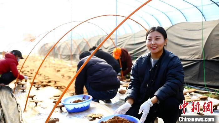 圖為農(nóng)民采收靈芝孢子粉?！∴嚢?攝