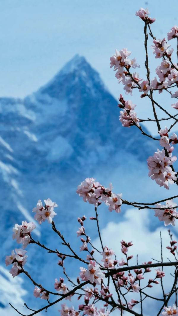 人間桃花源！林芝桃花有多絕？