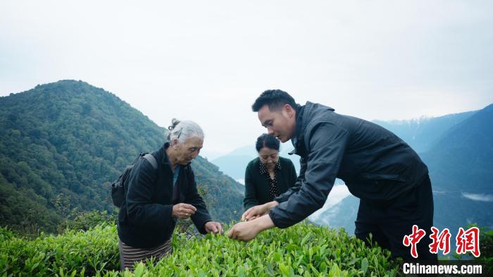 圖為銀發(fā)旅游體驗(yàn)團(tuán)兩位老人體驗(yàn)采茶?！∥鞑貙ｍ?xiàng)旅游協(xié)會(huì)供圖