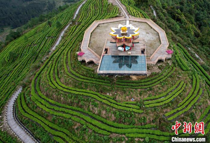 圖為西藏林芝市墨脫縣背崩鄉(xiāng)格林村山頂?shù)木坝^茶園。(無人機(jī)照片) 李林 攝