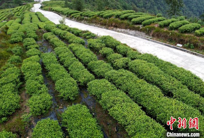 圖為西藏林芝市墨脫縣背崩鄉(xiāng)格林村山頂?shù)木坝^茶園。(無人機(jī)照片) 李林 攝