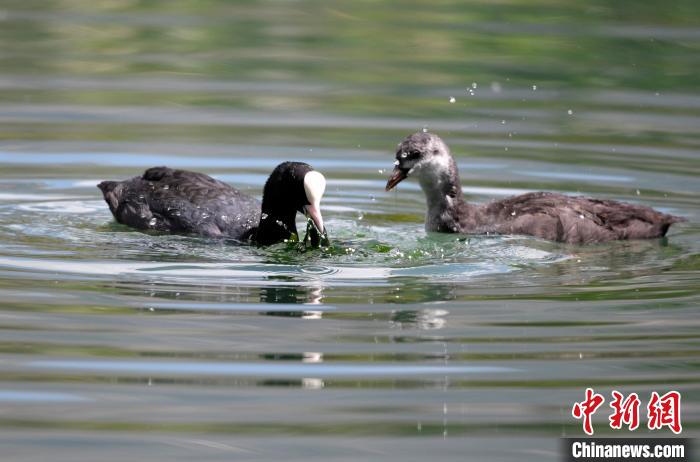 圖為6月22日，棲息在拉魯濕地內(nèi)的古頂雞?！±盍?攝