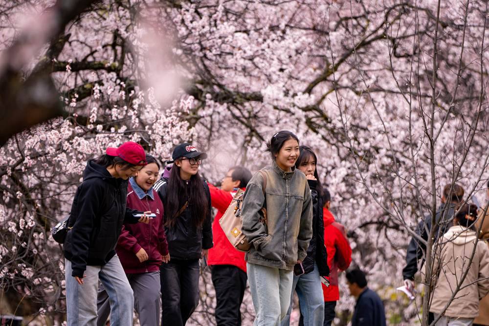 桃花盛開惹人醉，八方游客賞花來。徐馭堯攝