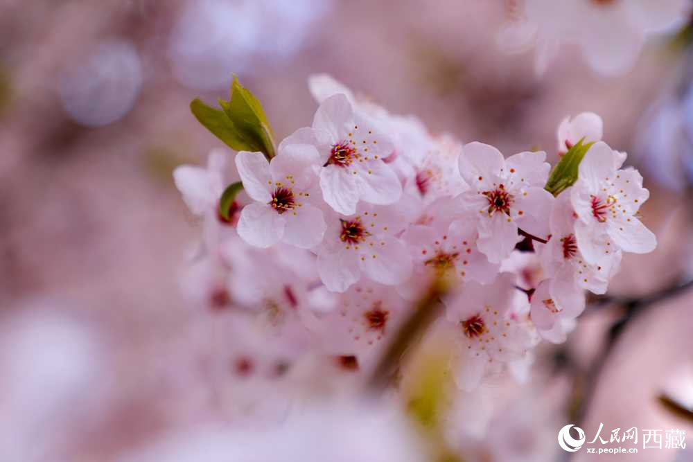 桃花盛開惹人醉。人民網(wǎng)記者 次仁羅布攝