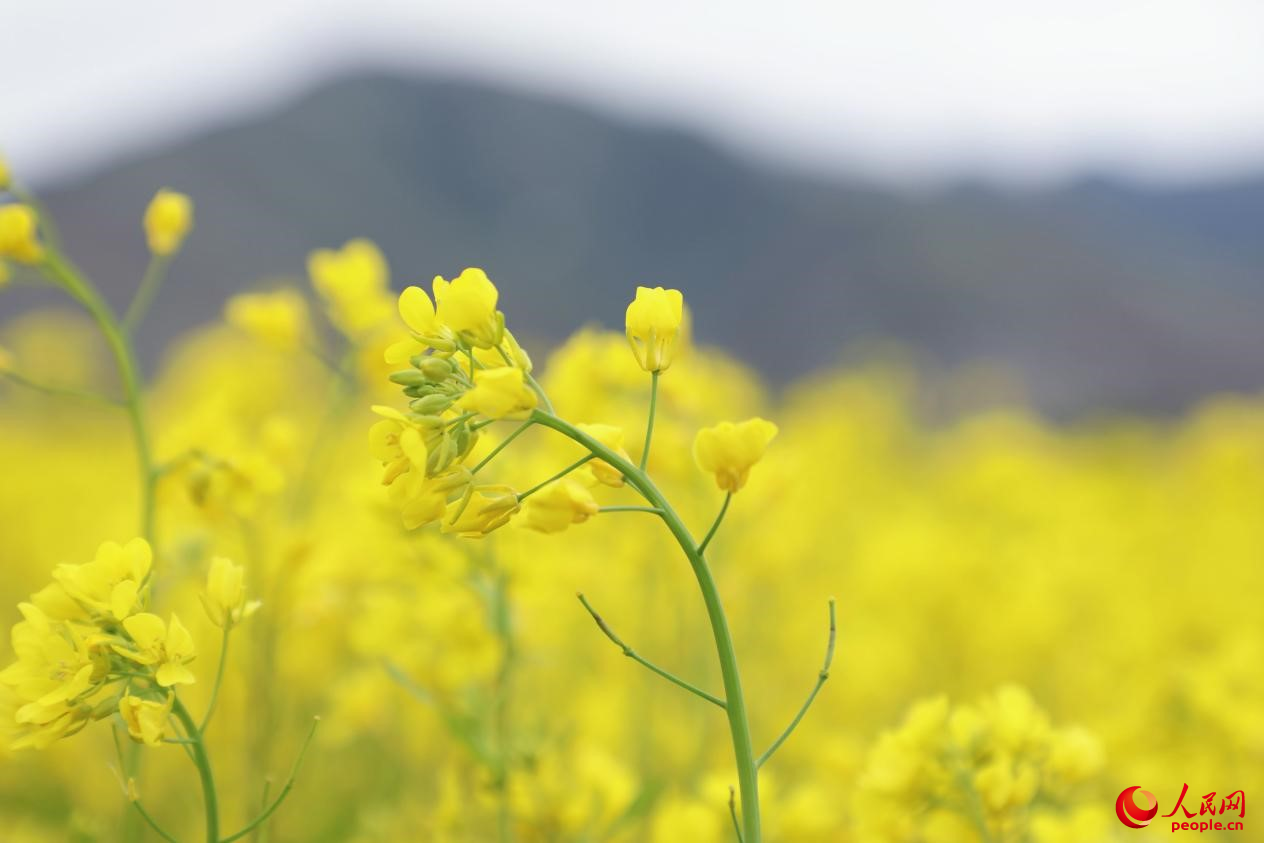 金色油菜花鋪滿大地。 人民網(wǎng) 李海霞攝