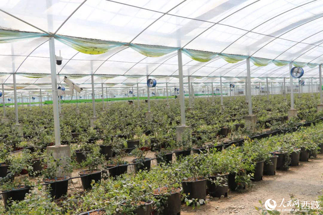 戈壁田園藍莓工業(yè)化種植基地。次仁龍布攝