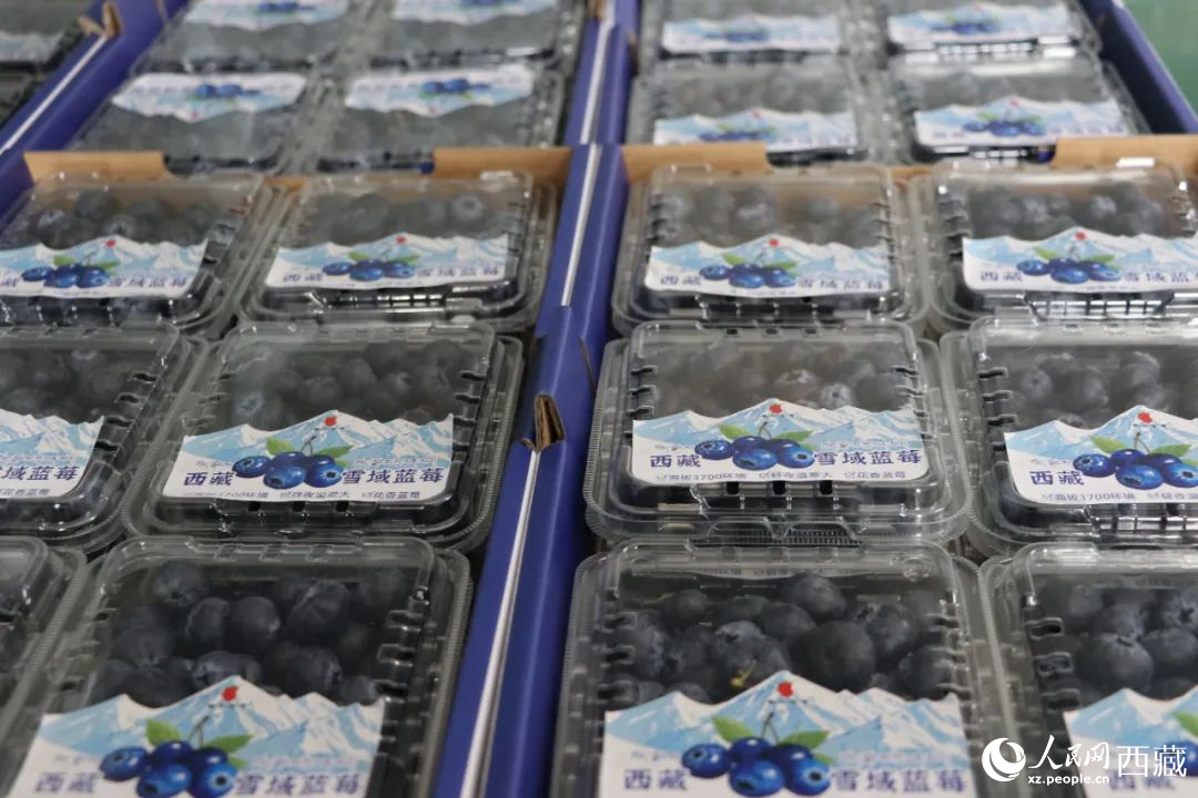 包裝好的藍莓。次仁龍布攝
