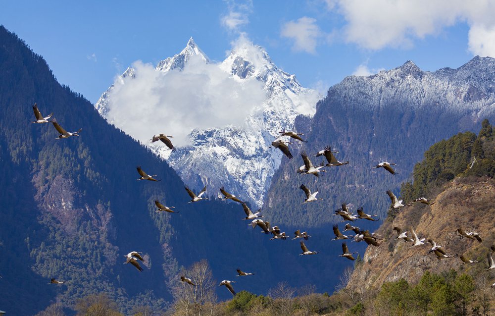 黑頸鶴蹁躚起舞美如畫。索多攝